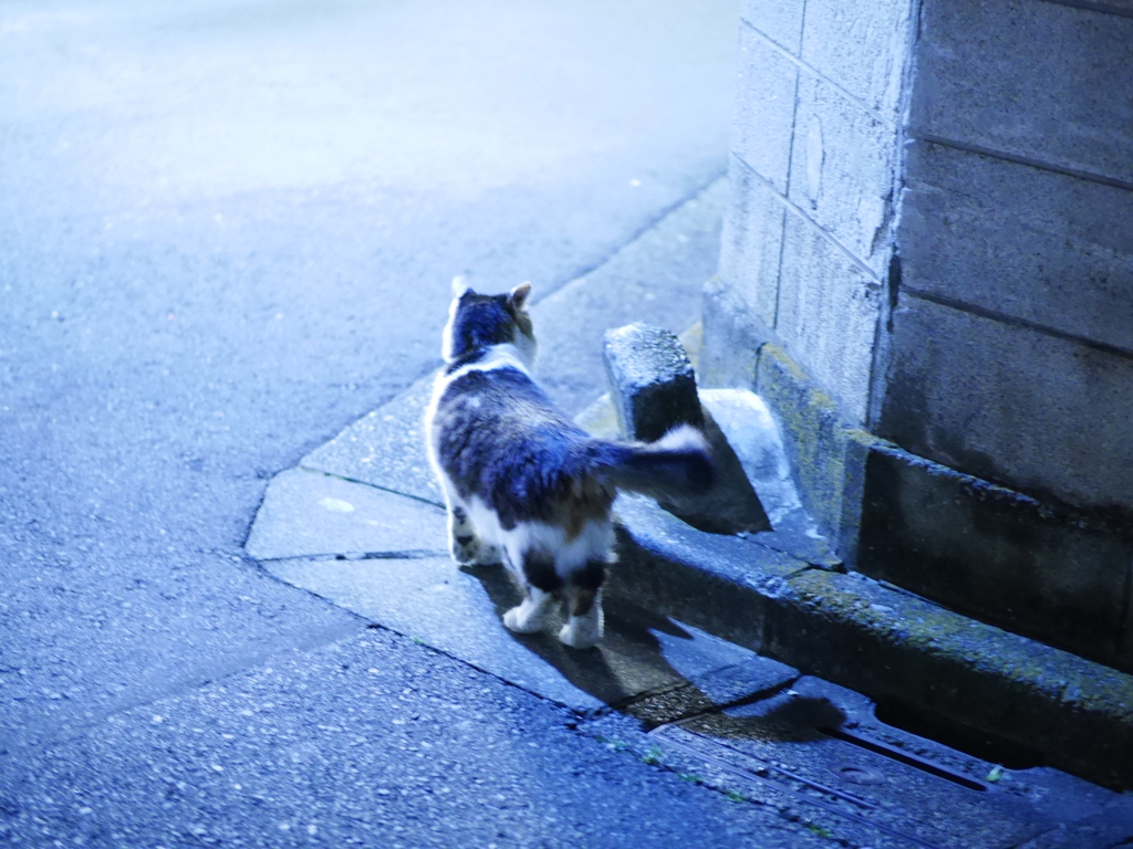 向こうに何があるの？
