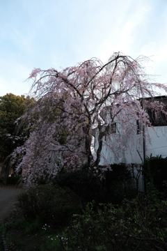 枝垂れ桜