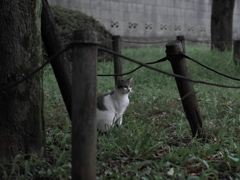 GX7+オールドレンズ