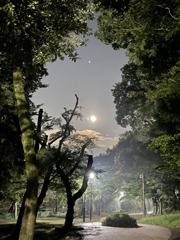 井の頭公園 月夜