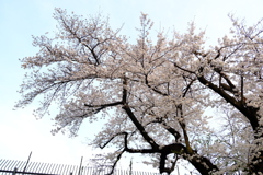 浄水場の桜