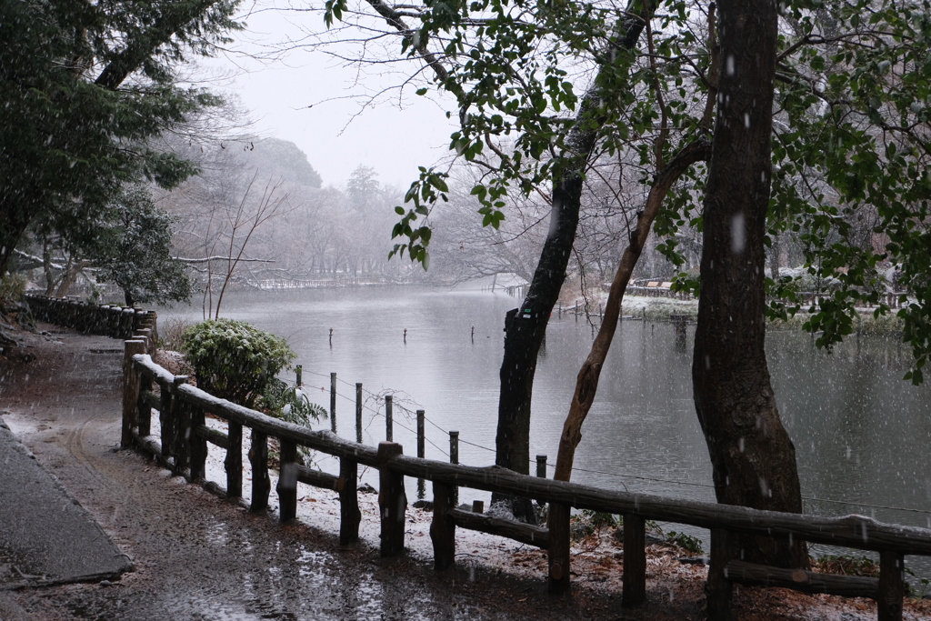公園　雪降り始め