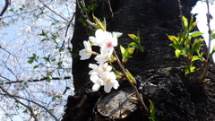小さいけど力強く咲く