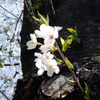 小さいけど力強く咲く