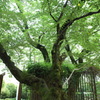 雨上がり