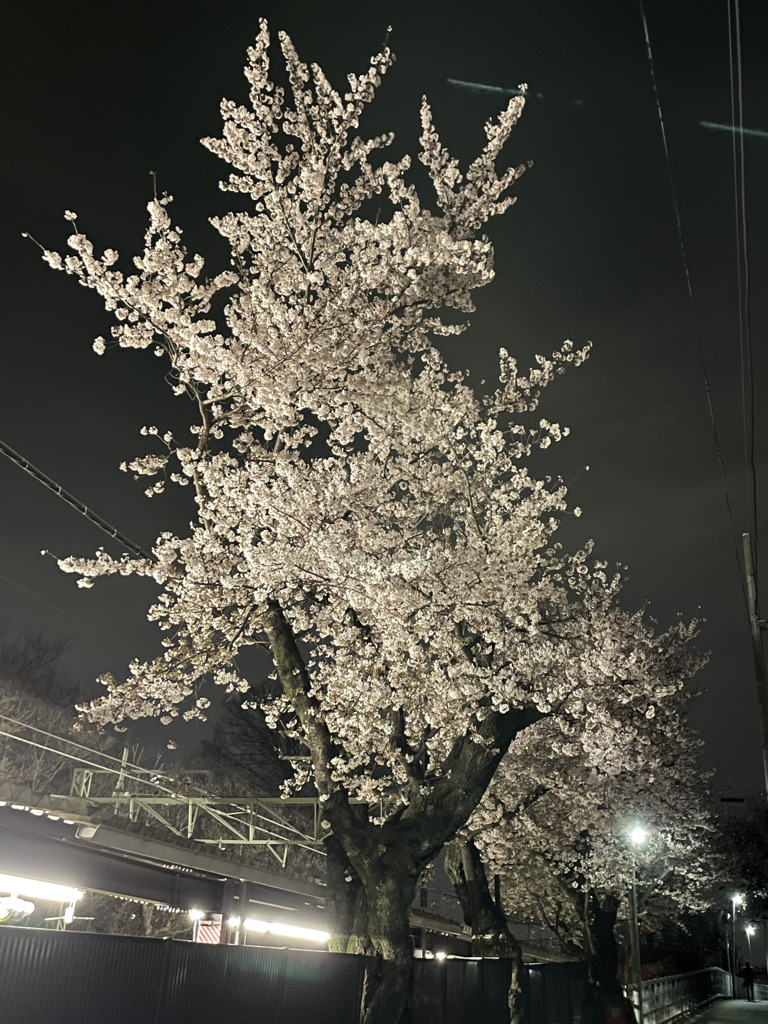 駅前の桜