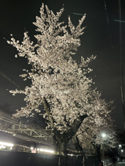 駅前の桜