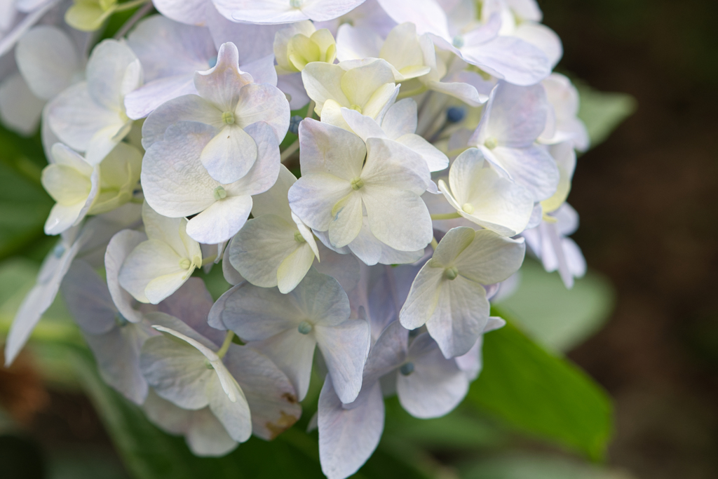 紫陽花②