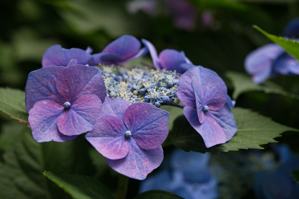 紫陽花③