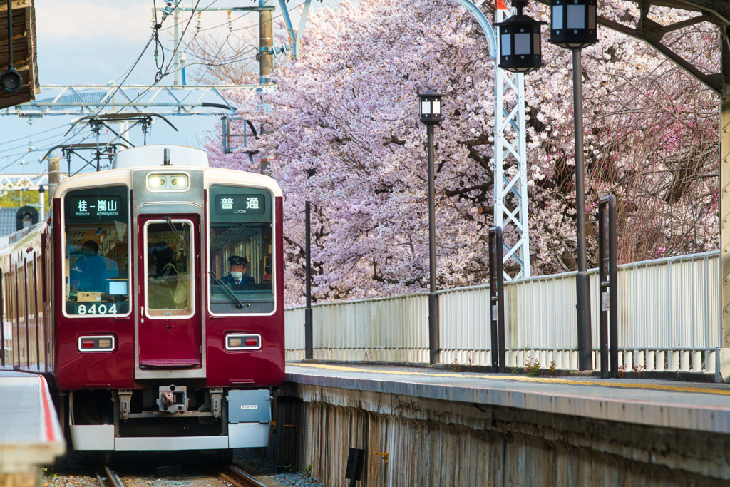 阪急桜