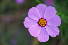 秋桜