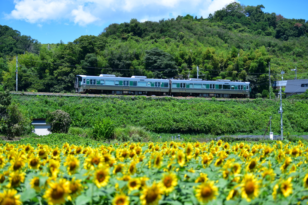夏