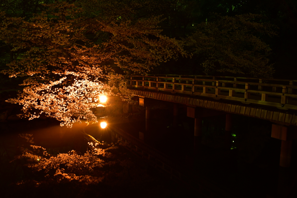 鏡面桜