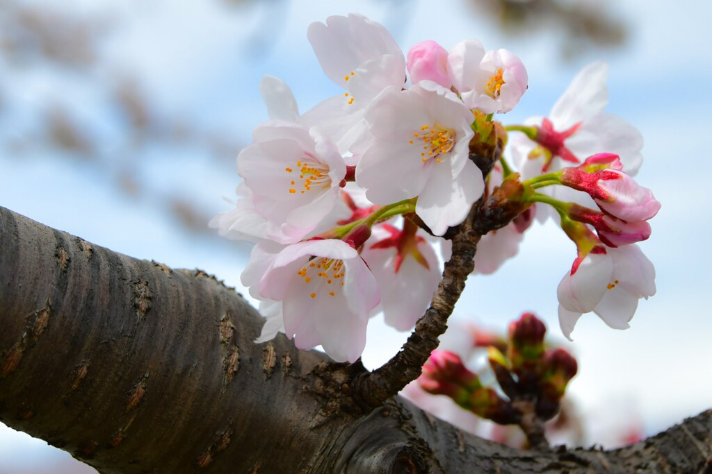 桜花