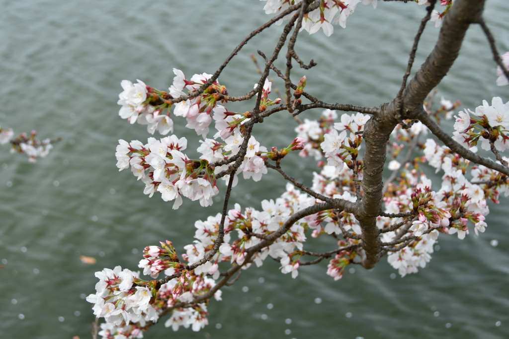 よくある桜
