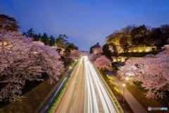 桜の道