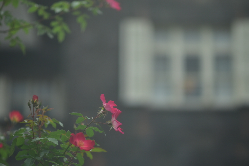 蔓薔薇