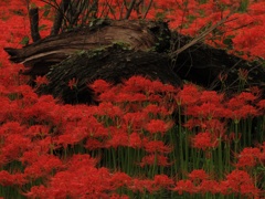 彼岸花