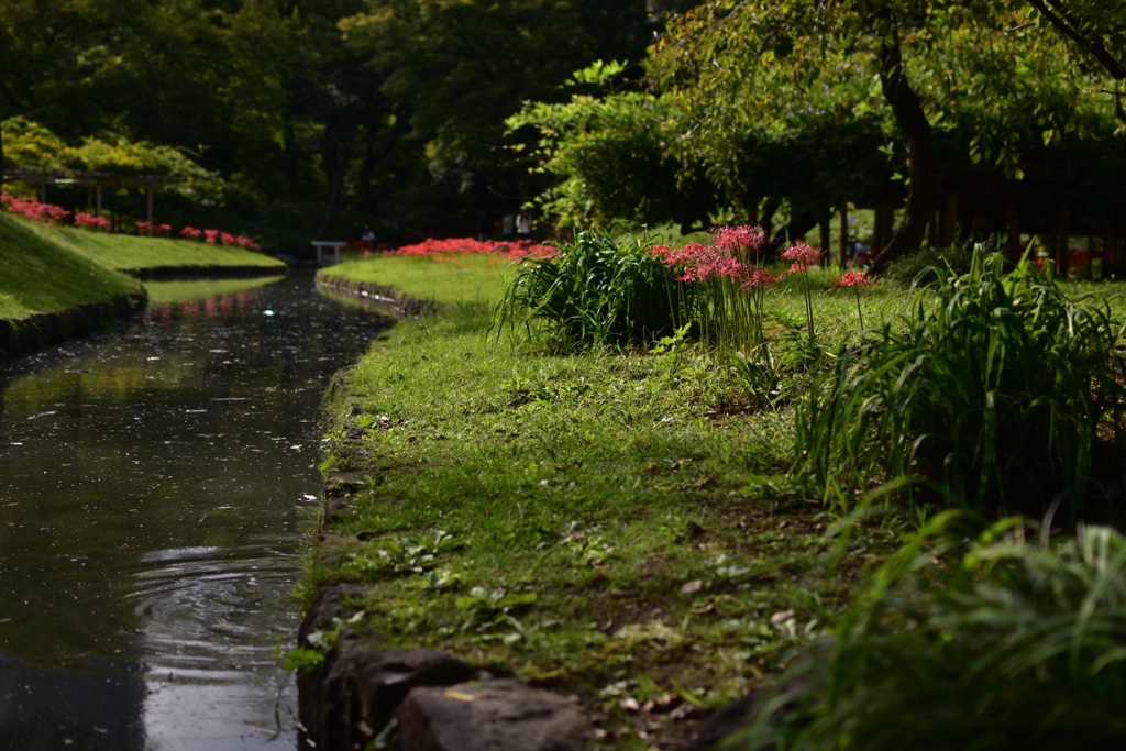 小岩川後楽園7