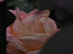 薔薇