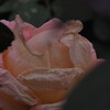 薔薇