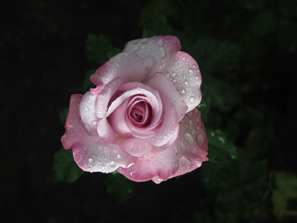 秋バラと雨