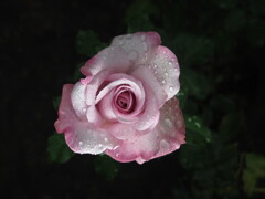 秋バラと雨