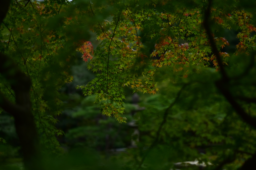 一部染まりの紅葉