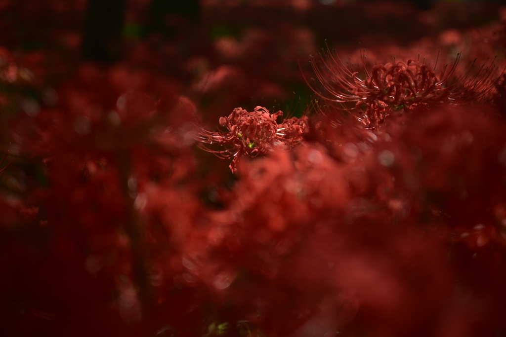 彼岸花5