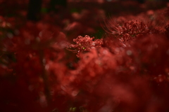 彼岸花5