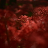 彼岸花5