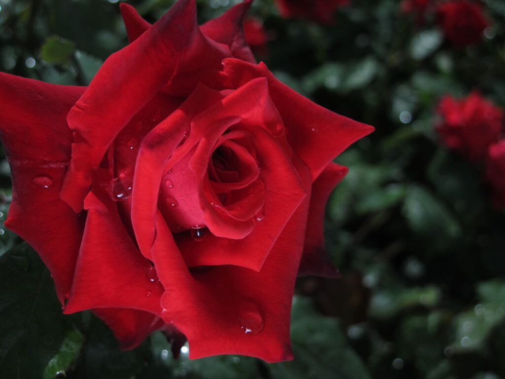 薔薇3