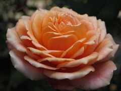 薔薇