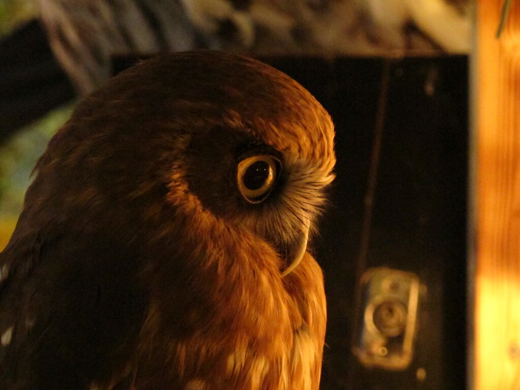フクロウ2
