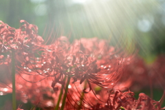彼岸花9
