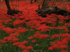 彼岸花11