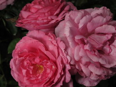 秋薔薇