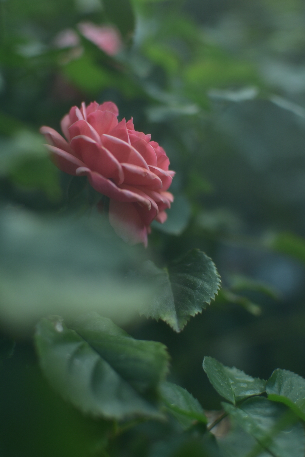 バラ