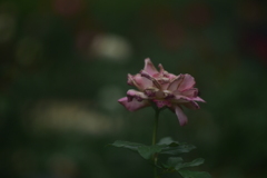 消えぬ、栄華