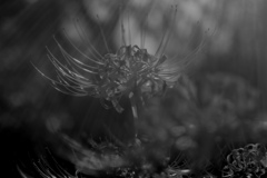 彼岸花12