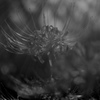 彼岸花12