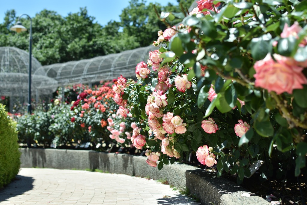 薔薇園