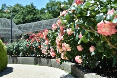 薔薇園
