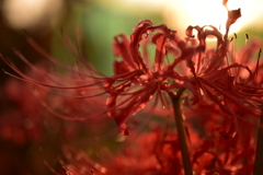 彼岸花群生地8