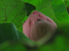 蓮