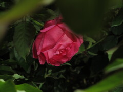 秋薔薇