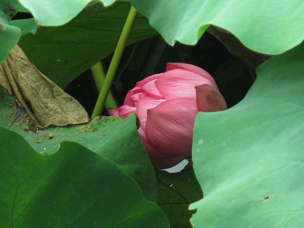 蓮2
