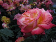 薔薇