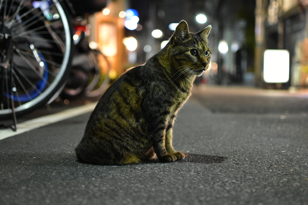 夜行性