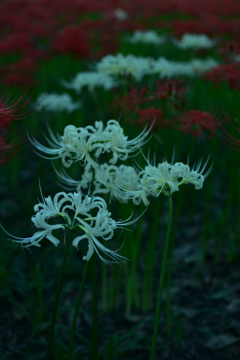 彼岸花10